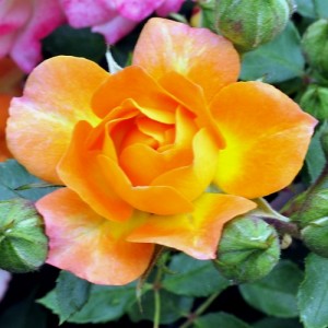 ORANGE HONEY (miniature)